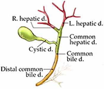 Illustration of bile duct network